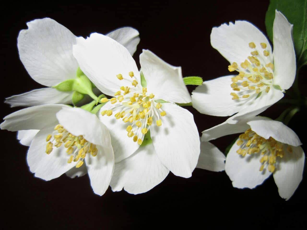 flores com nome de pessoas